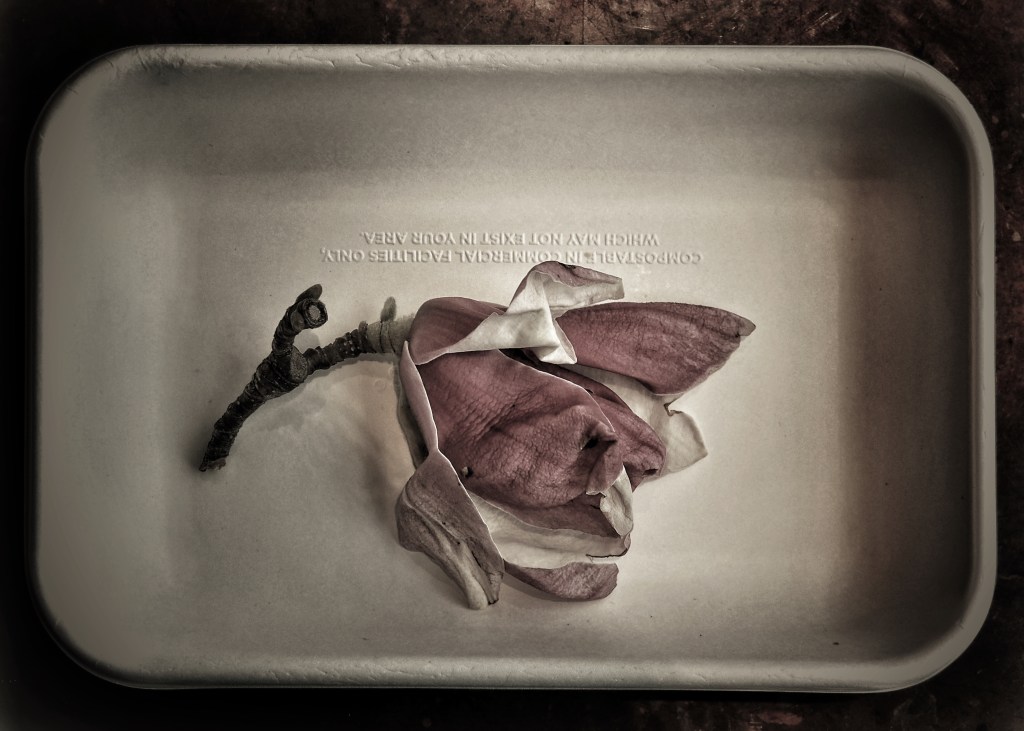 Undressing Magnolia at Breakfast