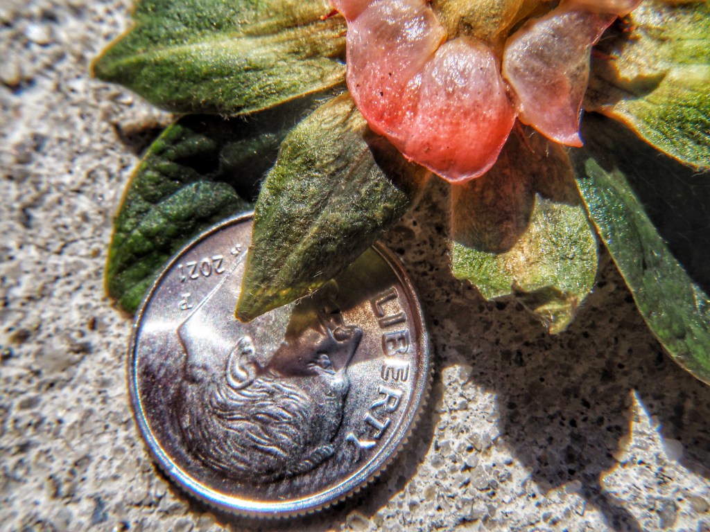 Up Close and Personal With a Strawberry Calix